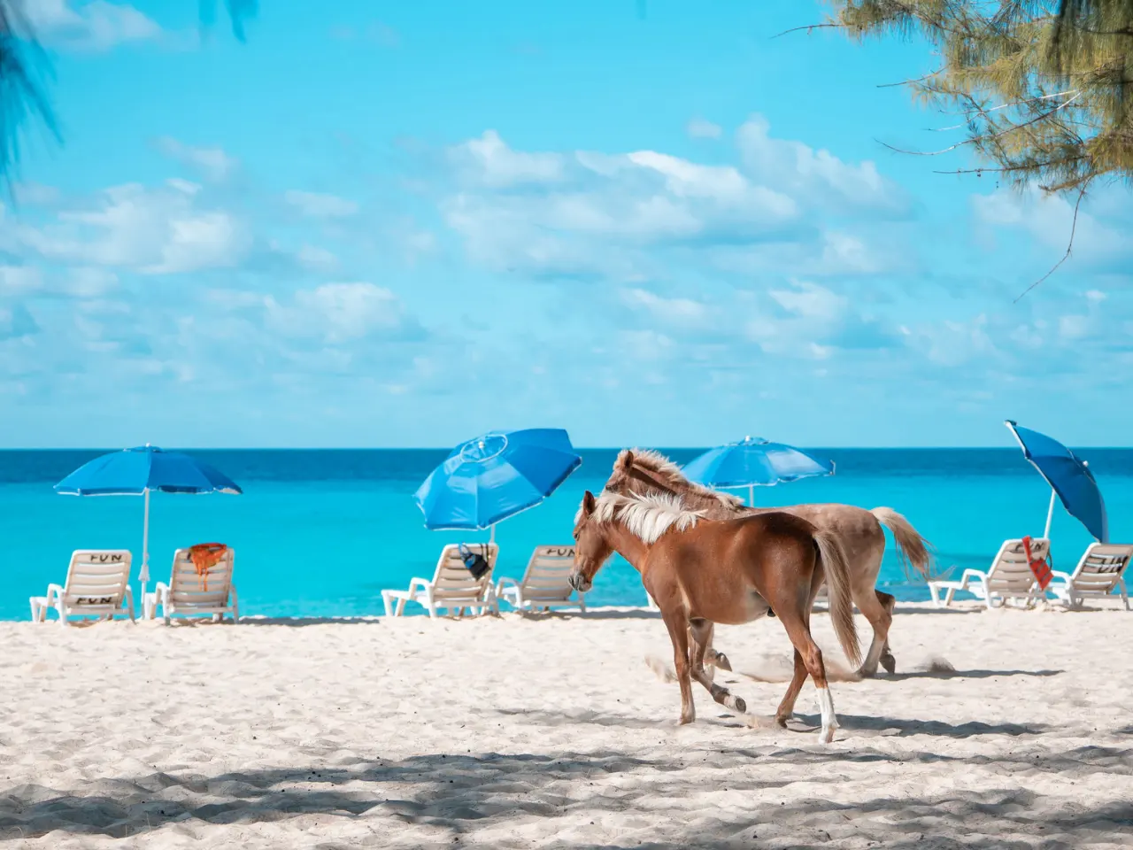 You Asked. We Listened. Bliss Is Taking You to Turks & Caicos
