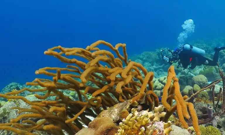 Grand Turk Wall