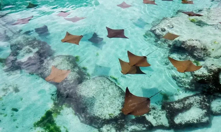 Stingrays in Grand Turk